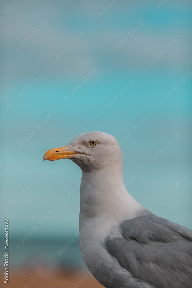 seagull on the beach of Brighton. seagull on the beach of Brighton.