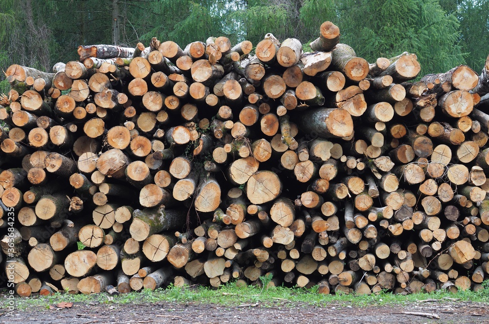 Lagerplatz - gerodete Baumstämme trocknen im Wald	
