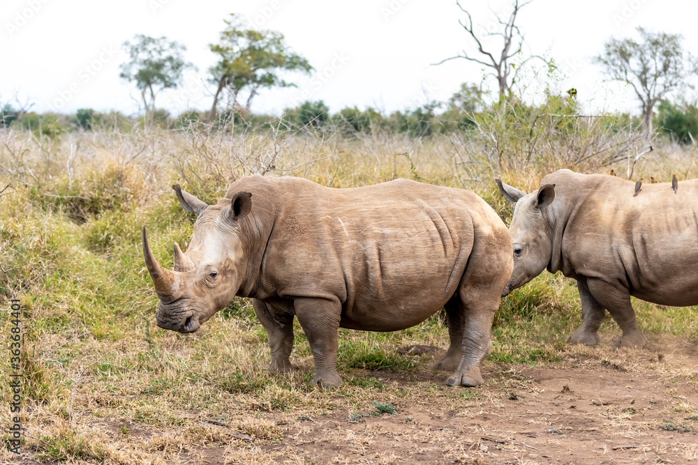 Obraz premium White rhinoceros or square-lipped rhinoceros is the largest extant species of rhinoceros.