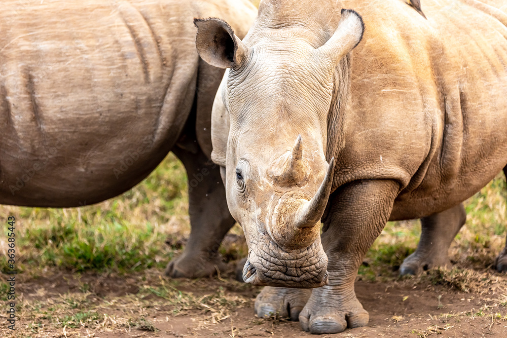 White rhinoceros or square-lipped rhinoceros is the largest extant species of rhinoceros. White rhinoceros or square-lipped rhinoceros is the largest extant species of rhinoceros.