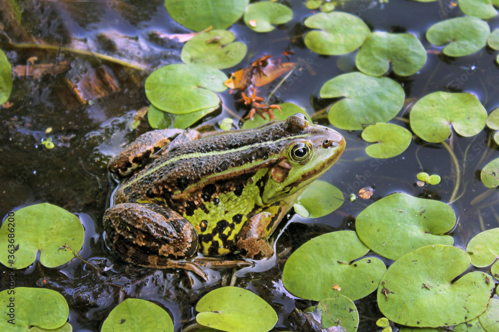 Water frog (Pelophylax lessonae) on the green duckweed of the reservoir Water frog (Pelophylax lessonae) on the green duckweed of the reservoir