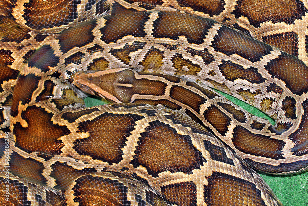 Boa constrictor or Python unique pattern on the skin of a reptile Boa constrictor or Python unique pattern on the skin of a reptile