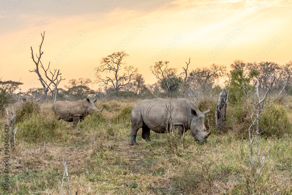 Obraz premium White rhinoceros or square-lipped rhinoceros is the largest extant species of rhinoceros.
