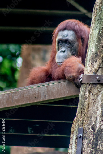 orangutan