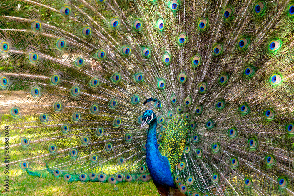 Naklejka premium Beautiful photography of peafowl; Bird; Show their beautiful feathers; dancing