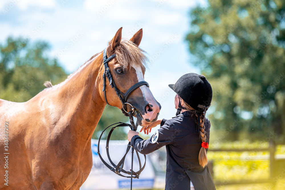 Obraz premium Horse show in hand, portrait of beautiful healthy horse.