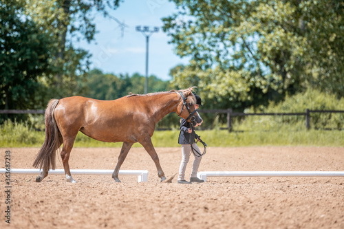 In hand horse show, beautiful chestnut mare stallion in motion.