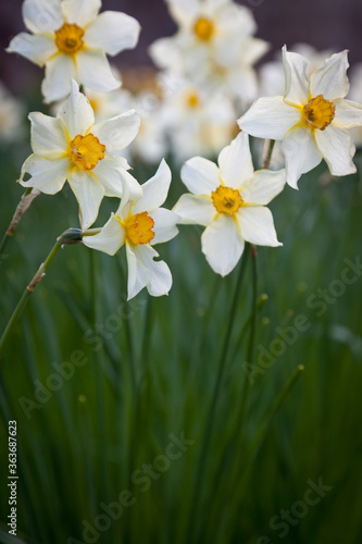 Daffodils in bloom © GDT