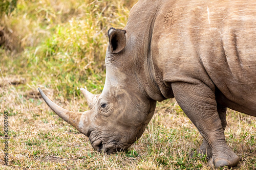 White rhinoceros or square-lipped rhinoceros is the largest extant species of rhinoceros. © marabelo