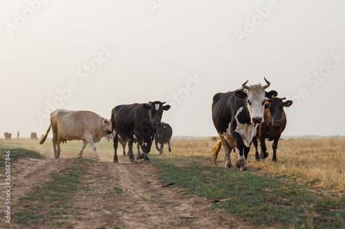 Cows walking down a village street in summer
