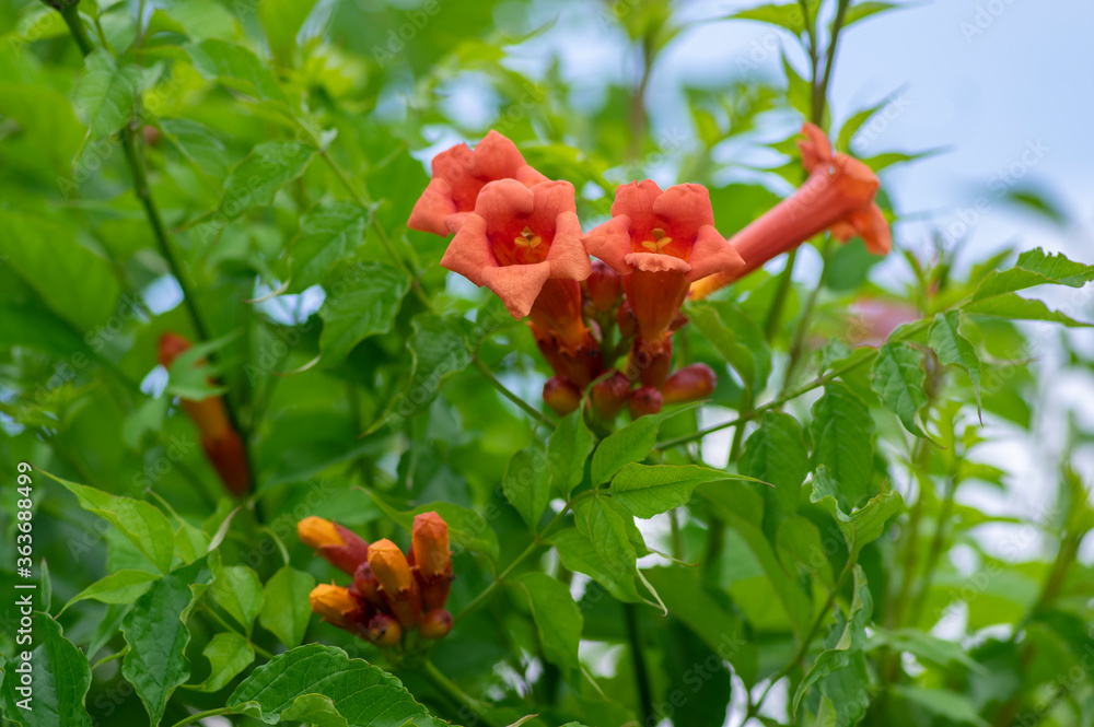 Campsis radicans orange red flowering plant, group of trumpet flowers in bloom on shrub branches Campsis radicans orange red flowering plant, group of trumpet flowers in bloom on shrub branches