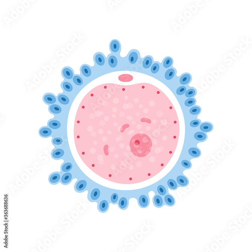 Egg cell anatomy
