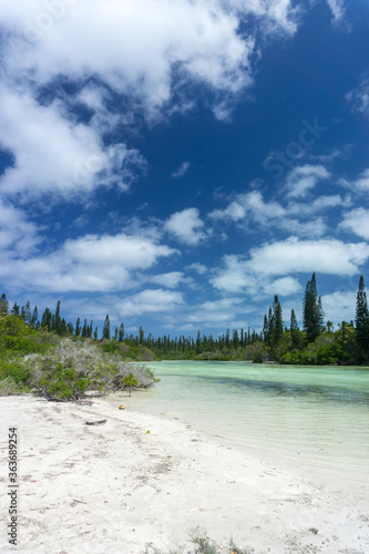 Fototapeta Naklejka Na Ścianę i Meble -  Forest of araucaria pines trees. Isle of pines in new caledonia. turquoise river along the forest. blue sky