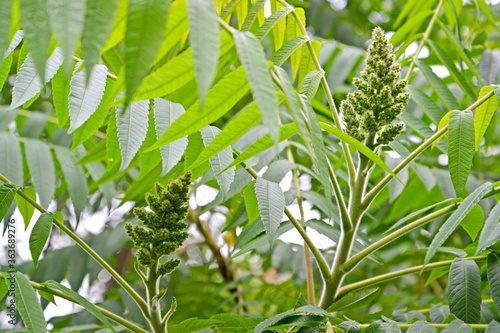 The flowering of tannic sumach (Rhus coriaria L.). Inflorescences with pistil flowers