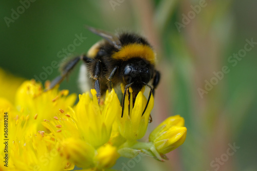A honeybee in the front in a close-up on a yellow flower on a sunny day. Wild animal. Nature. Poland.
