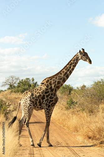 Jirafa en el parque nacional Kruger, Sudáfrica.