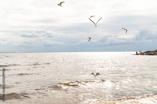 birds over the sea during a storm in the afternoon