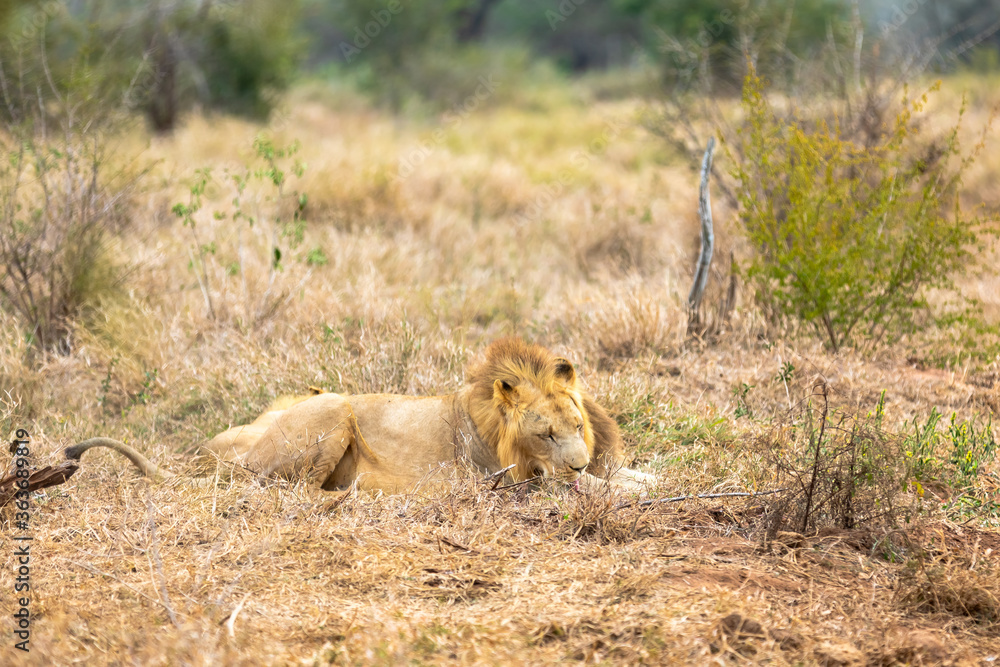 Lion and panthera leo. Love is in the air. Lion and panthera leo. Love is in the air.