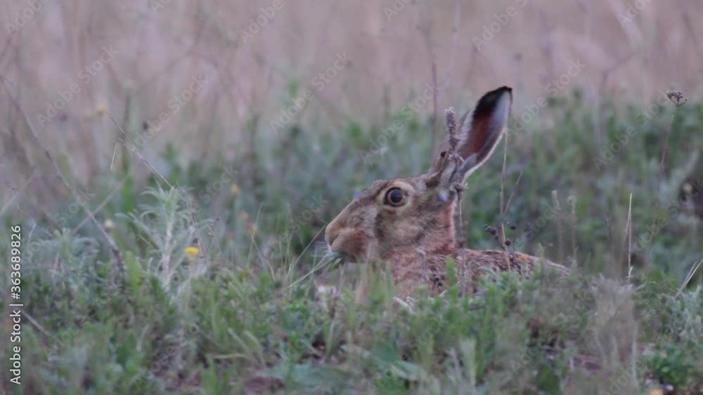 European hare eats grass, Lepus europaeus close up European hare eats grass, Lepus europaeus close up