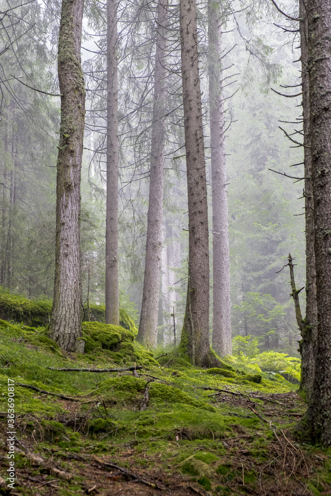 Obraz premium forest in the morning