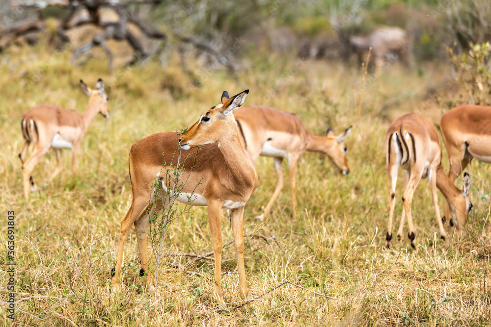 Fototapeta premium Impalas standing in an open field in the South African.