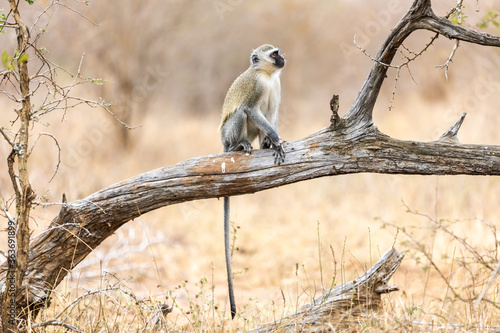 Vervet monkey (Cercopithecus aethiops) sitting in a tree, South Africa.