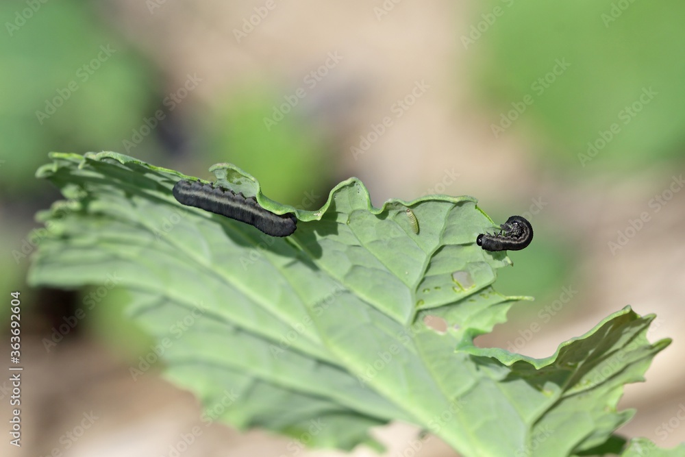 The larva of turnip sawfly (Athalia colibri or rosae) is a sawfly that larvae feed on plants of the cabbage family like oilseed rape (canola) plants or mustard. The larva of turnip sawfly (Athalia colibri or rosae) is a sawfly that larvae feed on plants of the cabbage family like oilseed rape (canola) plants or mustard.