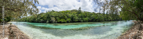 Panoramic view of forest of araucaria pines trees. Isle of pines in new caledonia. turquoise river along the forest. blue sky.