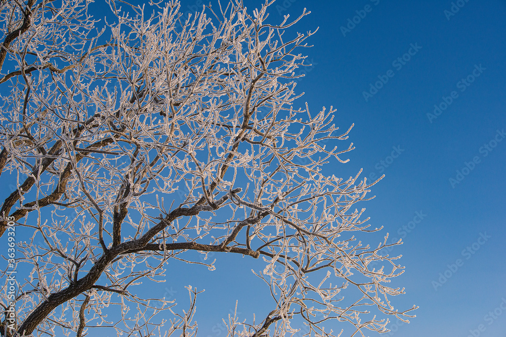 Hoarfrost on branches of tree