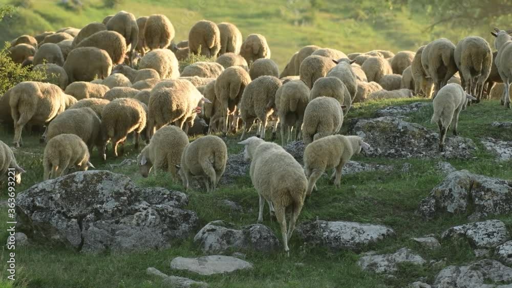 A flock of sheep on a green meadow close up A flock of sheep on a green meadow close up