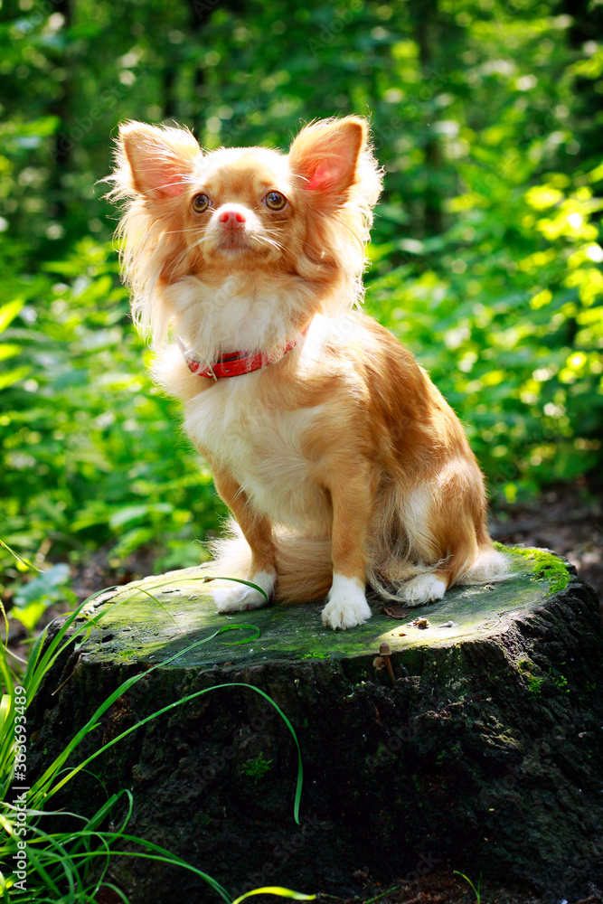 A small decorative dog sits on a big stump in the woods A small decorative dog sits on a big stump in the woods