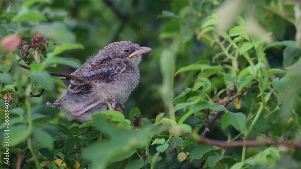 Young red-backed Shrike Lanius collurio, sitting in a bush Young red-backed Shrike Lanius collurio, sitting in a bush