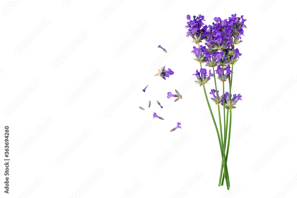 Obraz premium lavender flowers isolated on white background. top view