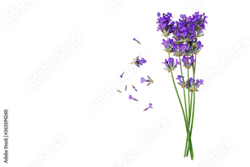 lavender flowers isolated on white background. top view