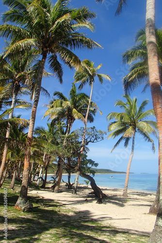 Palm tree forest on a beach in Fiji © Delphine