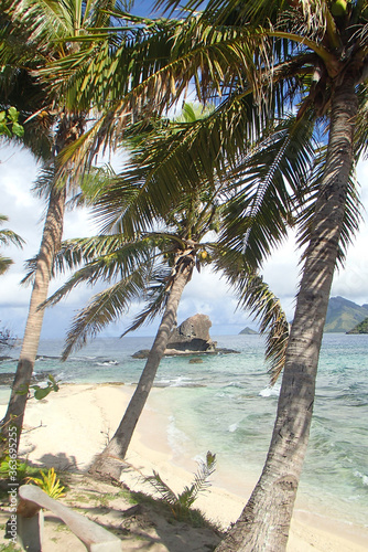 Fototapeta Naklejka Na Ścianę i Meble -  group of palm tree on a sandy beach in Fiji island