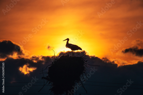 Storks feeding babies in a nest against sunset sky with clouds