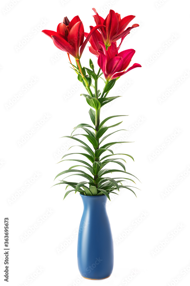 Beautiful red flowers in vase isolated on white background Beautiful red flowers in vase isolated on white background