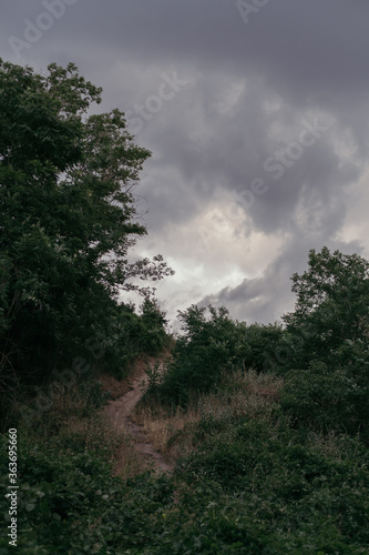 path in nature leading up towards cloudy sky