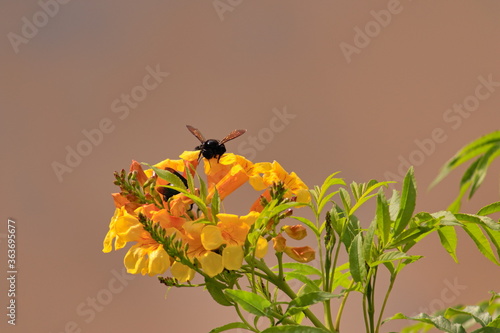 large black bee, known as Mamangava perched on yellow flowers. photo