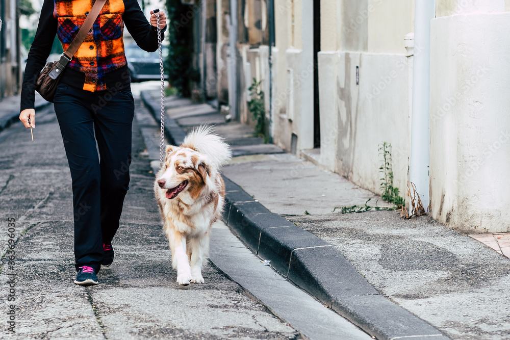 Femme en train de promener son chien berger australien dans la rue