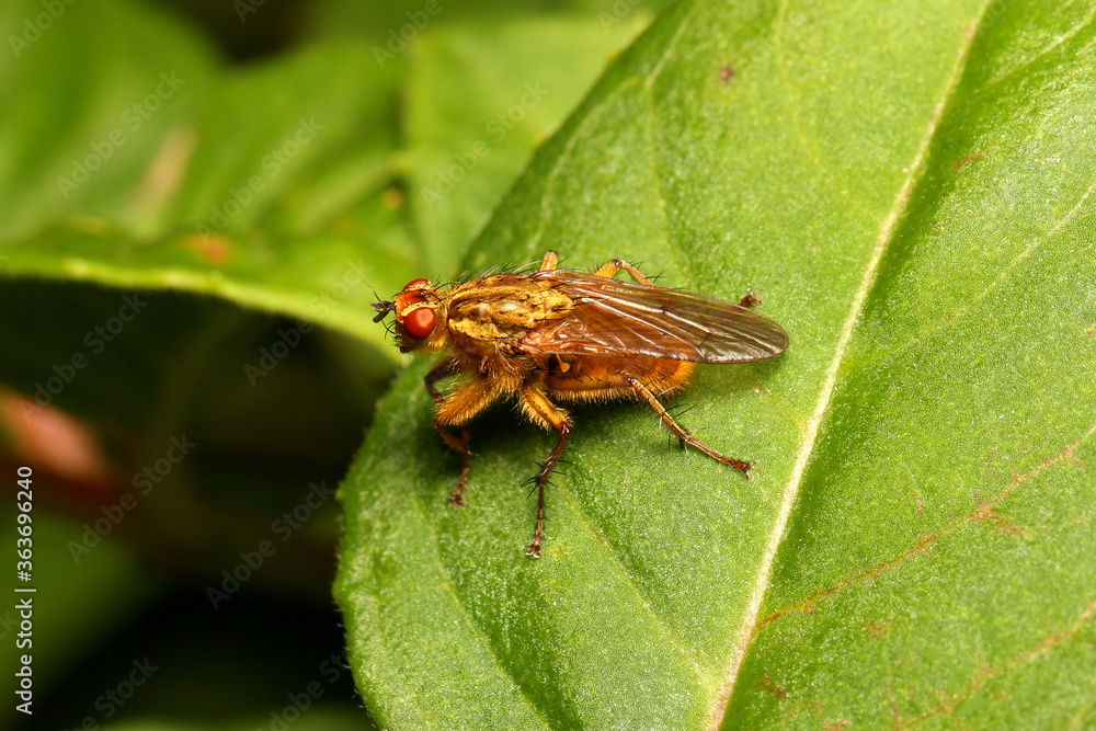 Yellow Dung Fly - Scathophaga stercoraria Yellow Dung Fly - Scathophaga stercoraria