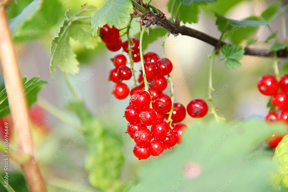 red currant berries