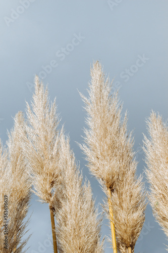 Photography Cortaderia selloana, commonly known as pampas grass, on display