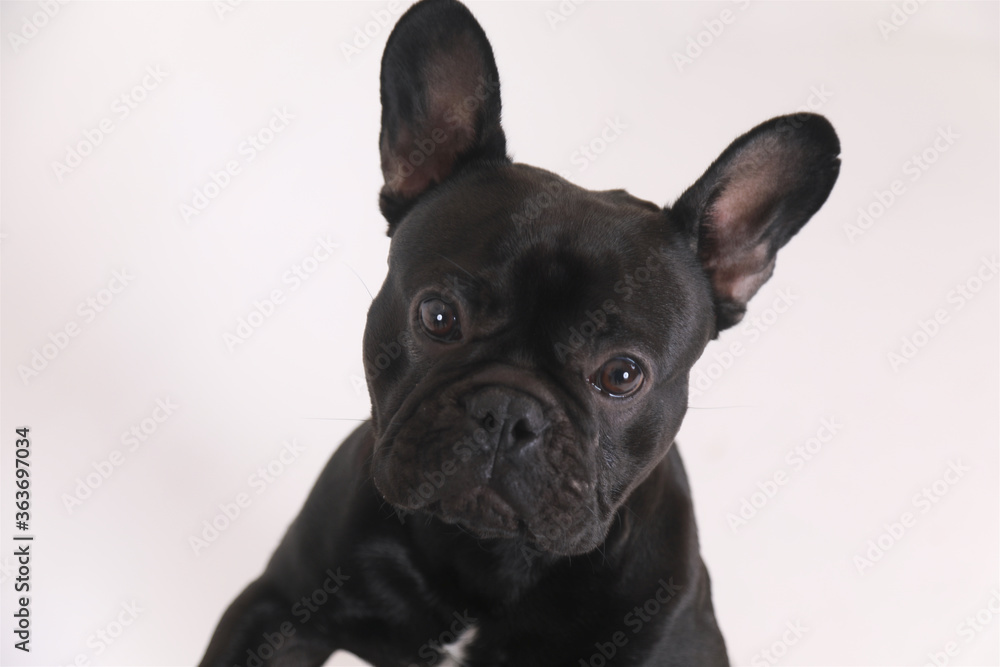 french bulldog close up picture