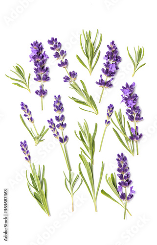 Lavender flowers leaves white Floral flat lay background
