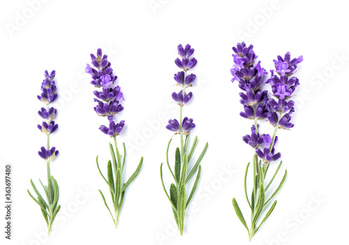 Lavender flower plants isolated white background