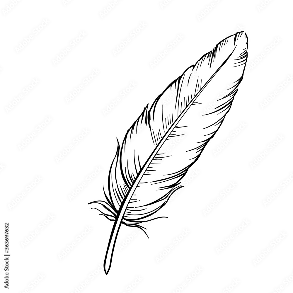 Obraz premium Hand drawn feathers