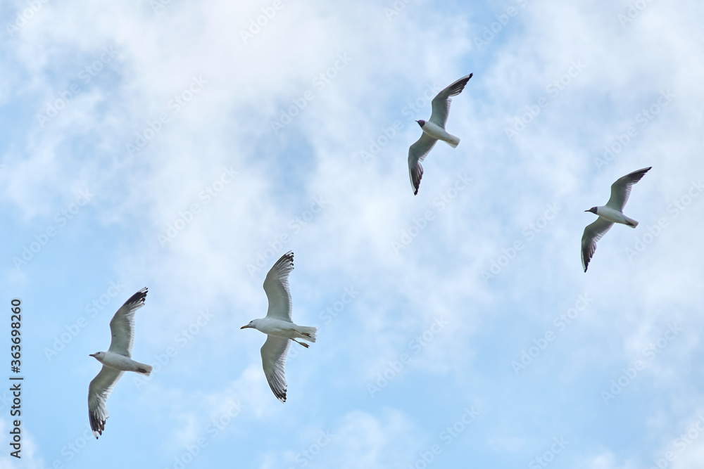 Fototapeta premium a gull bird flies in the sky