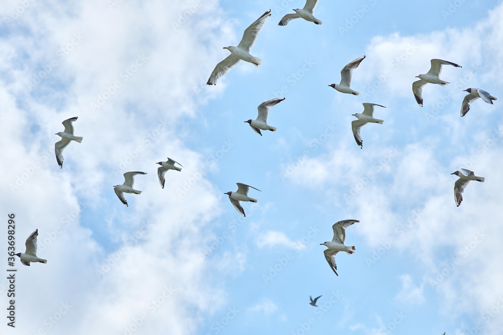 Fototapeta premium a flock of gulls flies in the sky